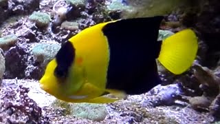 Bicolor Angelfish [upl. by Einhpad]