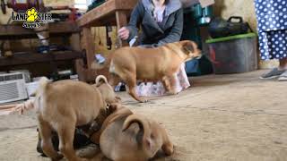 Puggle Puppies [upl. by Gurtner]