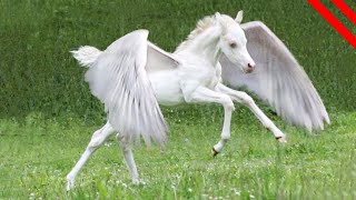 Unicornios Encontrados En La Vida Real [upl. by Poore]