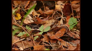 Tensas Timber Rattler [upl. by Aissac]