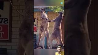 🦘कंगारू 🦘animals kangaroo animalfacts interestingfacts dastan latest facts new [upl. by Yelknirb]