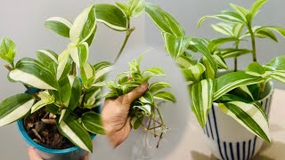 Tradescantia Fluminensis Variegata Green and White  cutting in water [upl. by Westleigh]