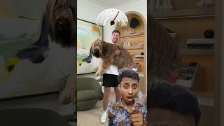 Big dog 🐕 dog challenge doglover goldendoodle mrbeast mrbeastshorts mr mrbeastyt [upl. by Nwahsal]