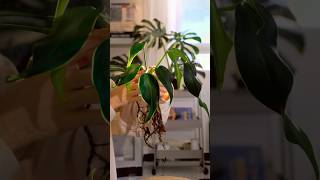 This Monstera Burle Marx Flame just put out its first fenestrated leaf aureumbotanicals [upl. by Thissa]