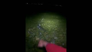 Northern Pike Slowly swimming off northernpike fishing catchandrelease [upl. by Christie]