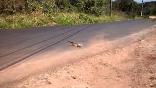 Iguana corriendo [upl. by Anhavas]