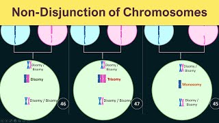 NonDisjunction of chromosomes  Trisomy Monosomy amp Disomy [upl. by Ynney236]