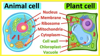 Animal cells vs plant cells  Whats the difference  Anatomy amp function [upl. by Salamanca]