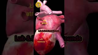 LUB DUB Heart ❤ sounds heart heartsound doctor viral doctor shortvideo aiims human [upl. by Adnolaj]