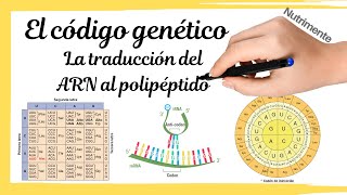 Replicación transcripción y traducción Genética molecular 4° ESO [upl. by Adnolehs247]