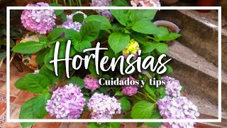 Hortensias  Cuidados y tips [upl. by Ilojna695]