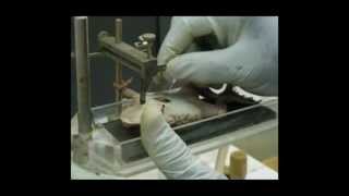 Pharmacology  Pharmacological Lab Procedures  Mounting of the Isolated Frog Heart [upl. by Aserahs]