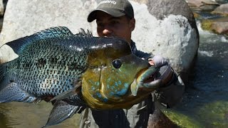 CRISTIAN VANEGAS Pesca de Mojarra Azul en Colombia caquetaia umbrifera Umbee Fishing Colombia [upl. by Regnij]