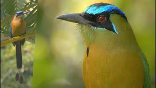 Lessons Motmot and its Call [upl. by Liv516]