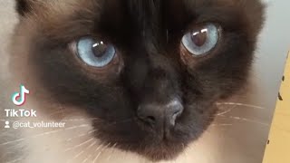 Chocolate Point Balinese Cat [upl. by Winne]