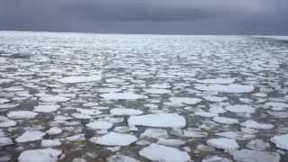 Glacial Melt Spurs Antarctic Phytoplankton Blooms [upl. by Skipper949]