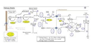 Carbohydrate Biosynthesis II Gluconeogenesis [upl. by Colas]