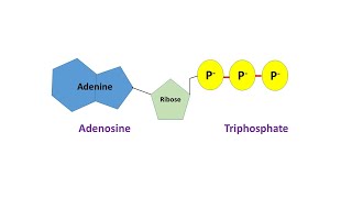 Structural Representation of a Nucleotide ATP and Functions of a Nucleotide [upl. by Colburn668]