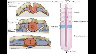 Paraxial mesoderm and Formation of Somitomeres Somites [upl. by Slohcin]