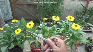 Collecting Seeds From Plants  Calendula Flower  Saving Seeds for Next Year Urduhindi [upl. by Schwitzer]