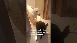 Mamma resta a casa shorts funnyanimals canidivertenti cane dog pets dogs pet doglife cani [upl. by Menendez257]