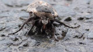 Curious Moth  Wildlife Photography [upl. by Jehanna]