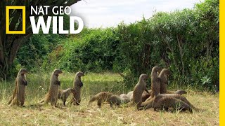 Mongooses Stick Together For Survival  Nat Geo Wild [upl. by Tunnell937]