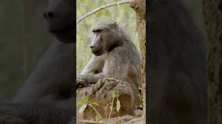 Why Do Baboons Kill Lion Cubs facts shorts baboon [upl. by Ennis]