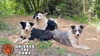 Border Collie Family Left in the Forest – Mama Dog was so happy to be found [upl. by Nyre]