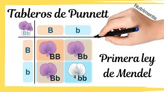 Cuadros de Punnett Primera Ley de Mendel [upl. by Acimot78]