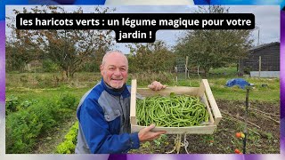 Les haricots verts  un légume magique pour votre jardin [upl. by Thissa]