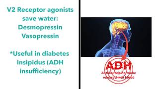 Vasopressin desmopressin terlipressin ADH pharmacology [upl. by Norby]