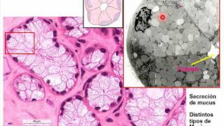 Histología CBCC5  T02  Cavidad oral lengua y glándulas salivales [upl. by Syman]