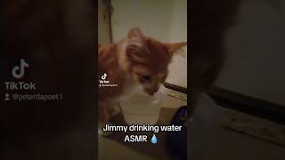 Jimmy drinking water ASMR 💧 asmr kitten water [upl. by Rebliw733]