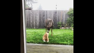 Friendly Deer Comes Close to Meet Kitty  ViralHog [upl. by Aicnarf]