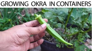 How To Grow Okra In Containers  Growing Okra in Pots or Containers [upl. by Otilia871]