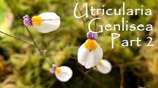 UTRICULARIA E GENLISEA  PART 2 [upl. by Wolsky567]