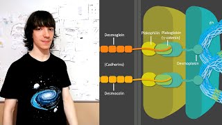 Desmosomes Structure and Functions [upl. by Sari]