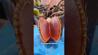 The Dark Truth About Venus Fly Traps science sciencefacts [upl. by Bernat]