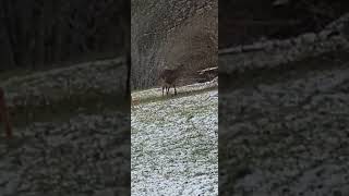 Big 6 point Pa Rifle season [upl. by Mcwilliams]