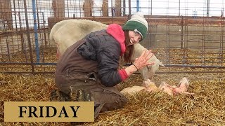 7 Days of Lambing FRIDAY Vlog 132 [upl. by Deegan38]