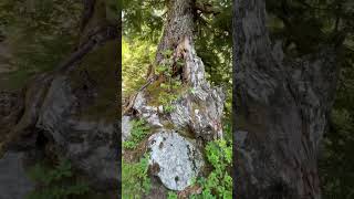 the majesty of 1000year old tree nature [upl. by Dublin]