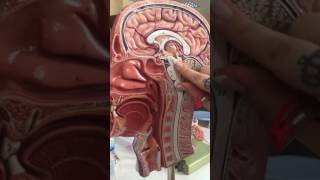 Diencephalon Anatomisi [upl. by Leidag]