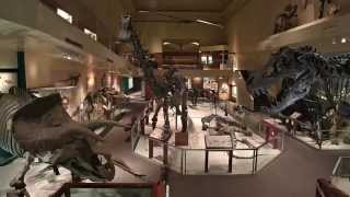 Secrets of the Fossil Hall [upl. by Wurster]