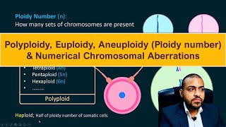 Polyploidy Euploidy Aneuploidy Ploidy number amp Numerical Chromosomal Aberrations [upl. by Arenahs609]