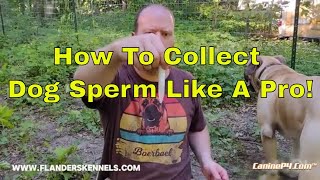 How To Collect Dog Sperm Like A Pro [upl. by Adnalram]