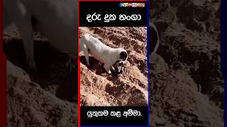 shrots shortvideo 1milionaudition pageforyou fypシ゚viral fyp love දුක හංගා යුතුකම කළ අම්මා [upl. by Asante80]