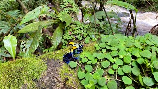 POISON DART FROG Dendrobates tinctorius in natural habitat in the Brazilian Amazon [upl. by Selym]