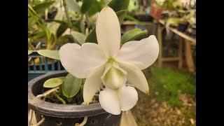 Cattleya walkeriana albescens  albescens x Teresinha [upl. by Dreher]