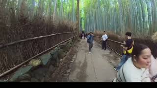 Kyoto Japan arashiyama Bamboo forest [upl. by Stoddart]